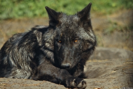 Pup5m13LueneburgKati_Aiyan-08