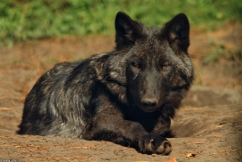 Pup5m13LueneburgKati_Aiyan-10