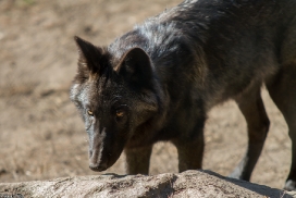Pup5m13LueneburgKati_Aiyan-11