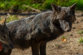 Pup5m13LueneburgKati_Aiyan-12