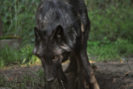 Pup5m13LueneburgKati_Aiyan-15