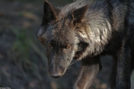 Pup5m13LueneburgKati_Aiyan-16