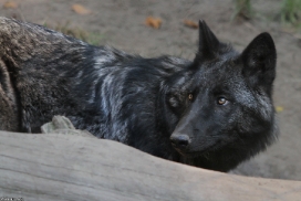 Pup5m13LueneburgKati_Aiyan-18