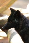 Pup5m13LueneburgKati_Saiyan-04