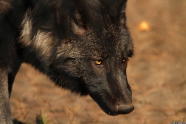 Pup5m13LueneburgKati_Saiyan-07