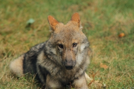 Pup5m12AuheimKati_Hagen-13