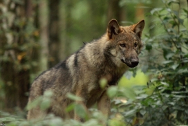 Pup5m12AuheimKati_Hagen-18