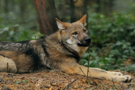 Pup5m12AuheimKati_Hagen-19