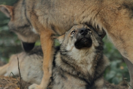 Pup5m12AuheimKati_Hagen-23