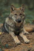 Pup5m12AuheimKati_Hagen-25