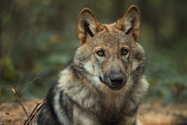 Pup5m12AuheimKati_Hagen-27
