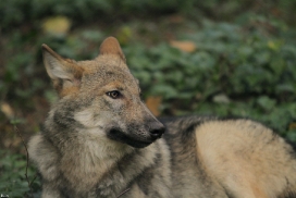 Pup5m12AuheimKati_Hagen-31