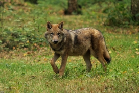 Pup5m12AuheimKati_Siegi-07