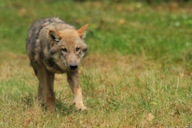 Pup5m12AuheimKati_Siegi-09