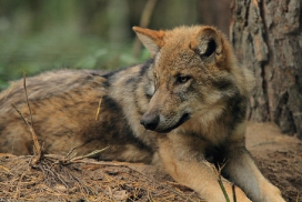 Pup5m12AuheimKati_Siegi-11
