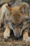 Pup5m12AuheimKati_Siegi-15