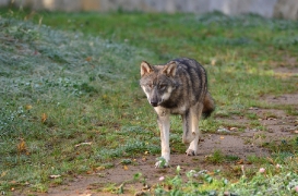 Pup5m12EekholtBineG_alexander-09
