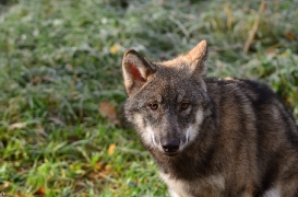 Pup5m12EekholtBineG_alexander-13