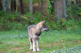 Pup5m12EekholtBineG_alexander-16