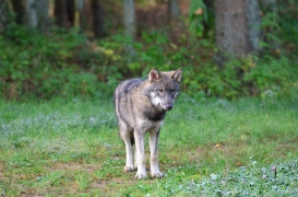 Pup5m12EekholtBineG_alexander-17