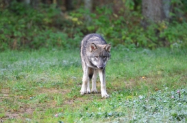Pup5m12EekholtBineG_alexander-18