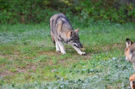 Pup5m12EekholtBineG_alexander-20