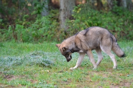Pup5m12EekholtBineG_alexander-21