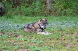 Pup5m12EekholtBineG_alexander-23