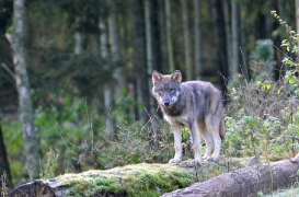 Pup5m12EekholtBineG_alexander-24