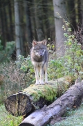 Pup5m12EekholtBineG_alexander-25