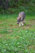 Pup5m12EekholtBineG_alexander-28