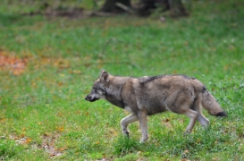 Pup5m12EekholtBineG_alexander-31