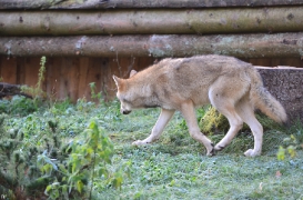 Pup5m12EekholtBineG_all-03