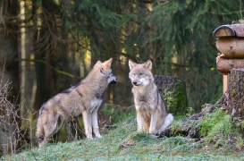 Pup5m12EekholtBineG_all-08