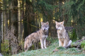 Pup5m12EekholtBineG_all-09