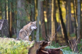 Pup5m12EekholtBineG_janosch-11