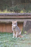 Pup5m12EekholtBineG_janosch-15