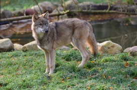 Pup5m12EekholtBineG_janosch-16