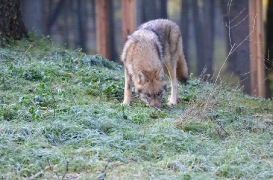 Pup5m12EekholtBineG_janosch-17