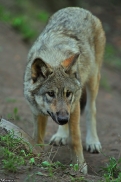 Pup5m13LueneburgKati_Inka-02