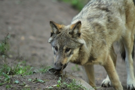 Pup5m13LueneburgKati_Inka-04