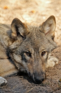 Pup5m13LueneburgKati_Inka-13