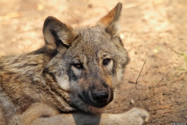 Pup5m13LueneburgKati_Inka-14