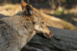 Pup5m13LueneburgKati_Inka-15