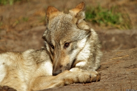 Pup5m13LueneburgKati_Inka-16