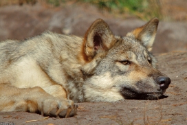 Pup5m13LueneburgKati_Inka-17