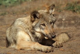 Pup5m13LueneburgKati_Inka-18