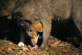 Pup5m12EderseeKati_All-01