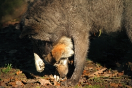Pup5m12EderseeKati_All-02