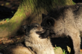 Pup5m12EderseeKati_All-04